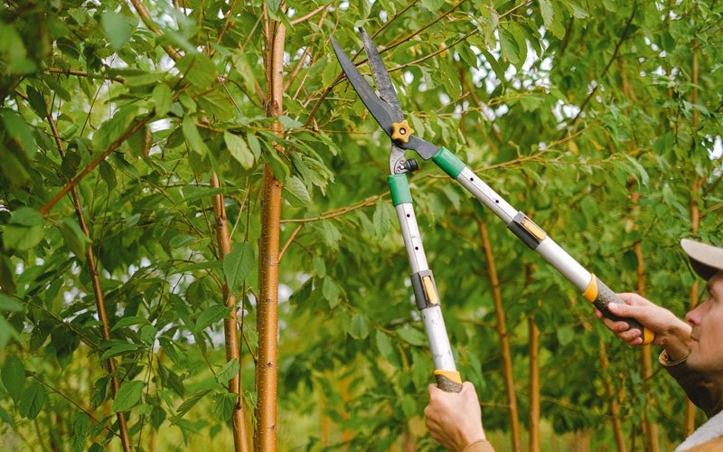 Tree trimming in Fruitland, IA